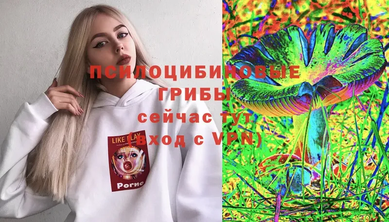 Галлюциногенные грибы Psilocybine cubensis  Ивдель 